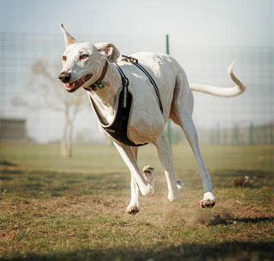 White Lurcher dog mid-run with a happy face and teeth showing outside in a field, wearing a black harness