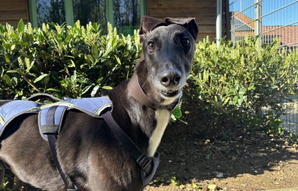Black greyhound wearing blue harness with funny grin on face