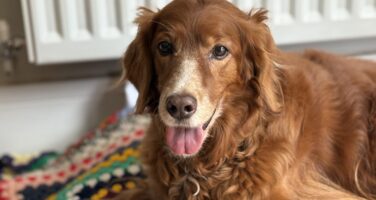 Red Irish Setter Cross Dog laid on colourful blankets with relaxed face and tongue hanging out