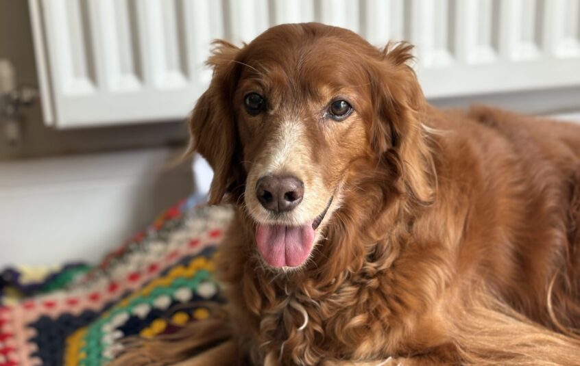 Red Irish Setter Cross Dog laid on colourful blankets with relaxed face and tongue hanging out