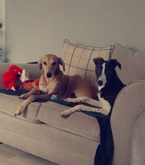 Glen and Gus, a 4 years old male Lurcher available for adoption from Jerry Green Dog Rescue in Lincolnshire