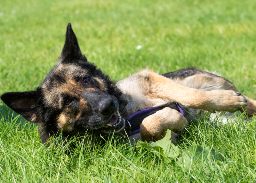 Black and tan German Shepherd dog wearing a purple harness laying in grass