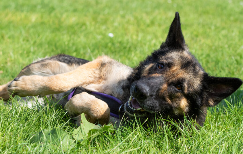 Middle aged German Shepherd laying in sunny grass in a relaxed position with teeth showing wearing a purple harness and Jerry Green Dog Rescue tag