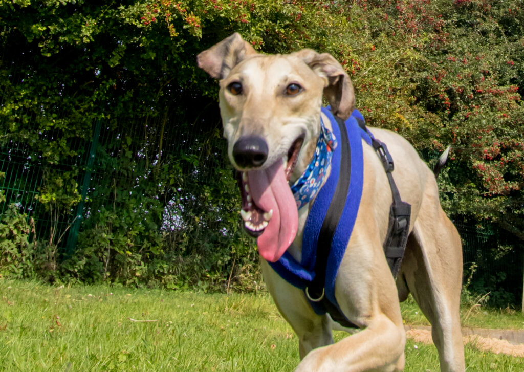 Shorthaired beige Lurcher