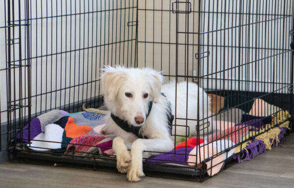 Long haired white lurcher in crate with cosy blankets