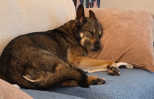 Harper, a German Shepherd Cross, asleep on a sofa in her foster home.