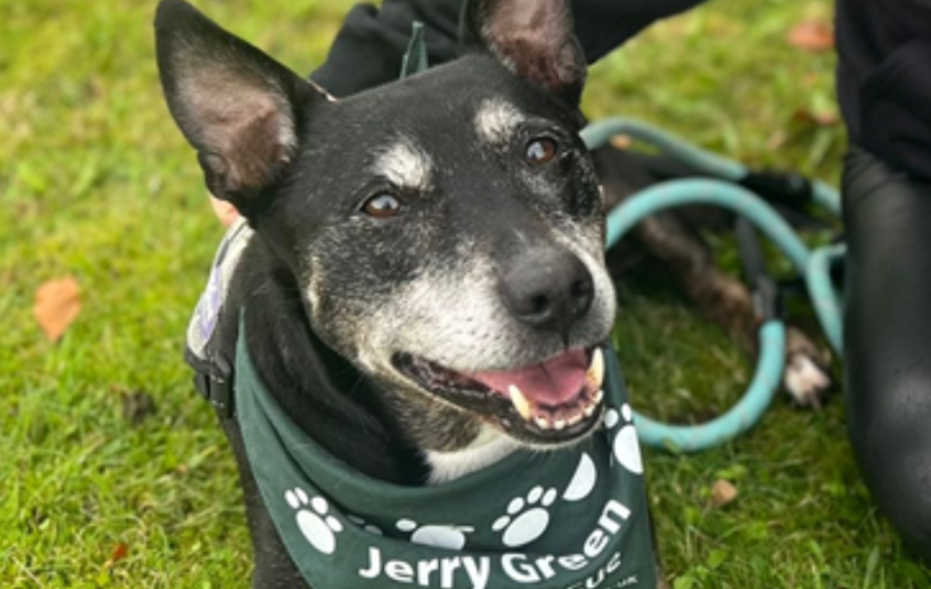 Older black dog with grey muzzle laid on grass.