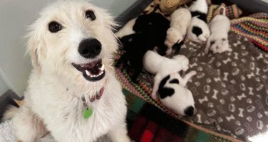 White long-haired Lurcher with nine new born puppies next to hear