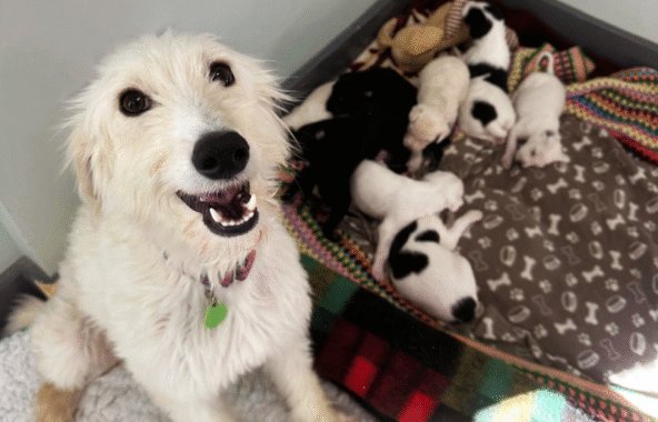 White long-haired Lurcher with nine new born puppies next to hear