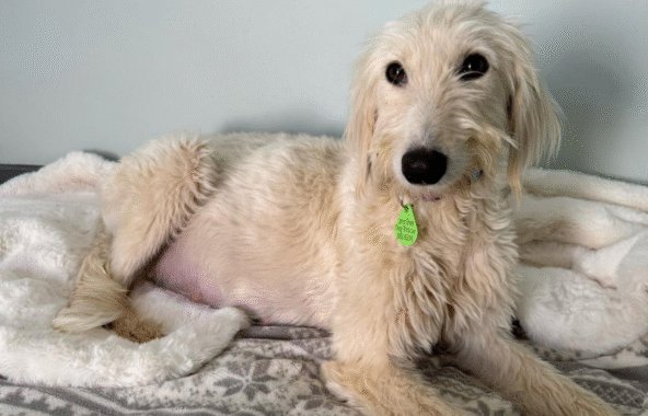 White long haired lurcher laid down