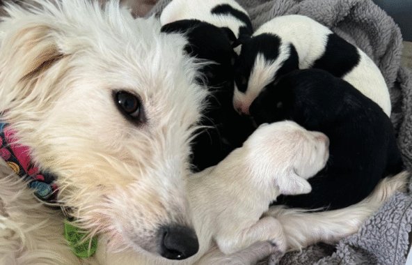 White long haired lurcher laid with her head next to new born puppies
