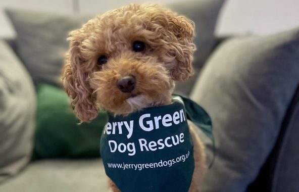 Golden Poochon, wearing a green Jerry Green Dog Rescue bandana and sitting on a sofa.