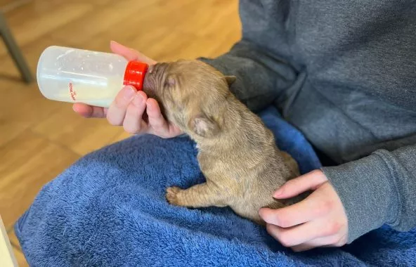 Puppy being fed from a bottle.