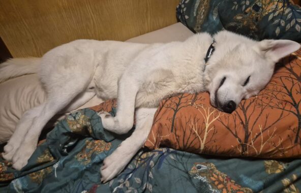 Relaxed white husky sleeping on a bed, snuggled into the duvet.