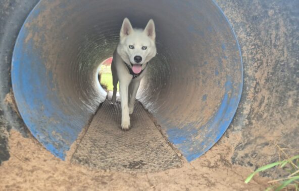 White husky walking through long, blue metal tunnel.