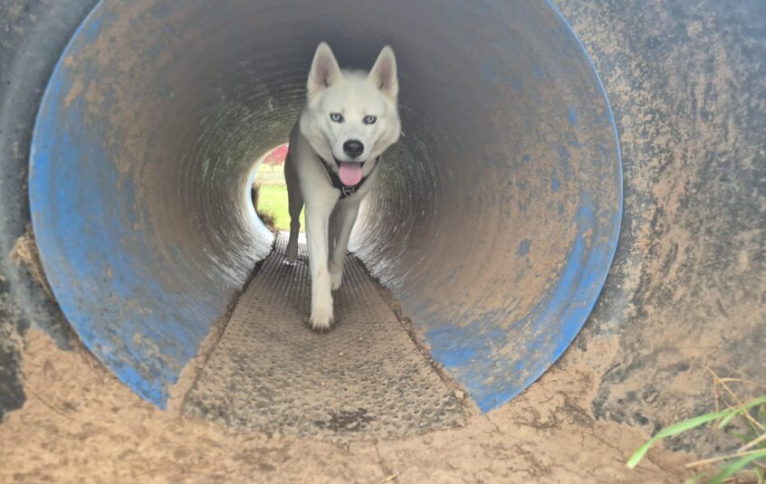 White husky walking through long, blue metal tunnel.