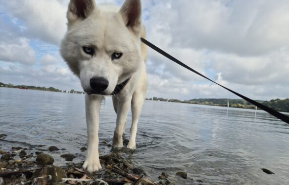 White husky on the shore of a lake with yachts and trees in the distance.