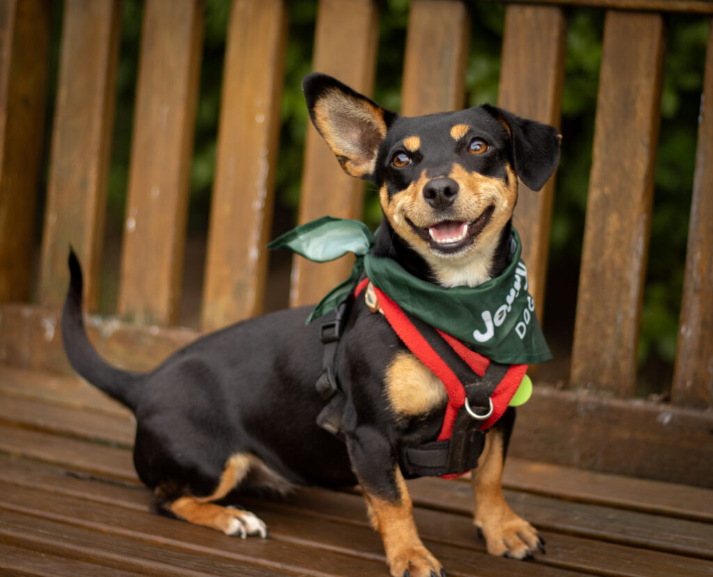 Black and tan small crossbreed dog sat on bench wearing a Jerry Green Dog Rescue green bandanda