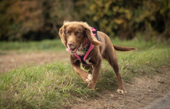 Brown Cocker Spaniel wearing pink harness walking outside