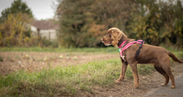 Brown cocker spaniel with a pink harness. She is in a grassy field looking out into the distance