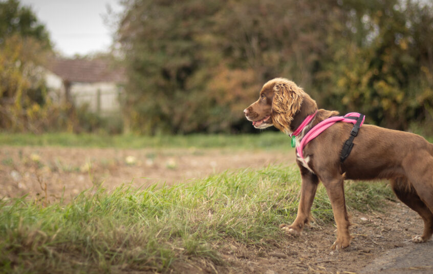 Brown cocker spaniel with a pink harness. She is in a grassy field looking out into the distance