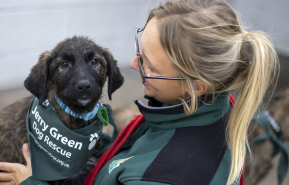 Brindle cross-breed puppy wearing Jerry Green Dog Rescue bandana being cuddled by young female with blonde hair in a pony tail wearing Jerry Green Dog Rescue jacket