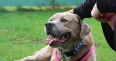 Large sandy with slight brindle cross-breed dog wearing a pink and black harness in a laying position looking towards the left in a relaxed pose. A person's arm wearing a black top can be seen stroking the dog from the right of the frame.