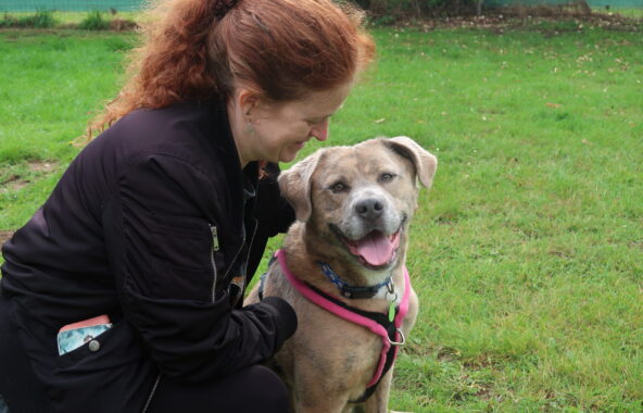Large sandy with slight brindle cross-breed dog wearing a pink and black harness in a sitting position looking directly at the camera with a lady on her right side cuddling her who has red curly hair tied in a pony tail. The lady is looking at the dog