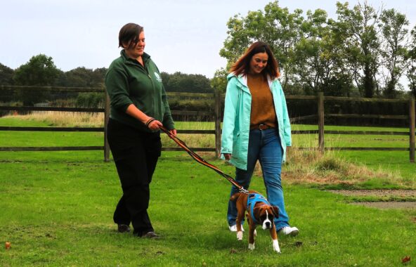 Two females walking a Boxer puppy during a Jerry Green Dog Rescue Meet&Match visit