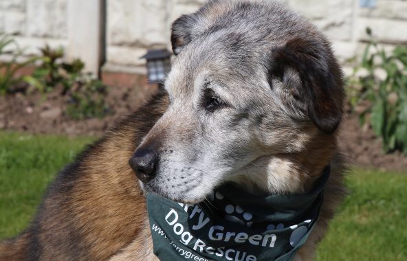 Elderly dog with grey face, wearing a green bandana.