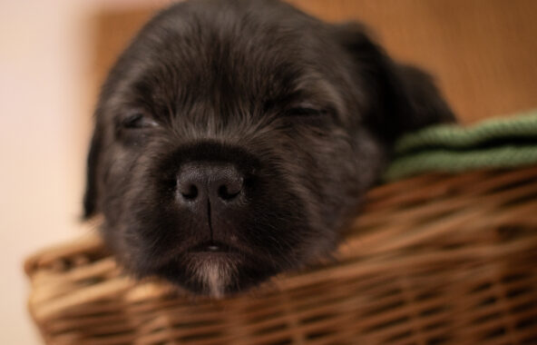 Black crossbreed puppy sleeping in a basket