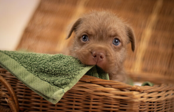 A small brown puppy inside a basket with a green towel in its mouth
