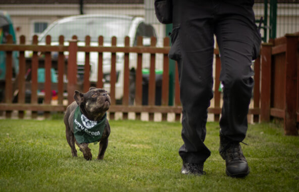 Black French Bulldog walking alongside a human looking up at them