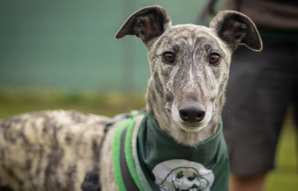 Brindle greyhound looking directly at camera from waist up wearing a green harness and green Jerry Green Dog Rescue bandana