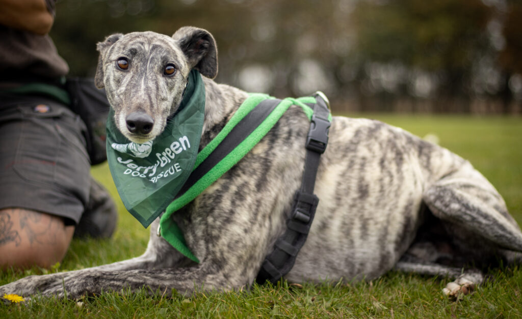 Brindle greyhound laying on grass looking directly at camera at eye-level wearing a green and black harness and a Jerry Green Dog Rescue bandana around his neck