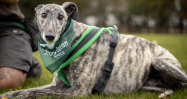 Brindle greyhound laying on grass looking directly at camera at eye-level wearing a green and black harness and a Jerry Green Dog Rescue bandana around his neck