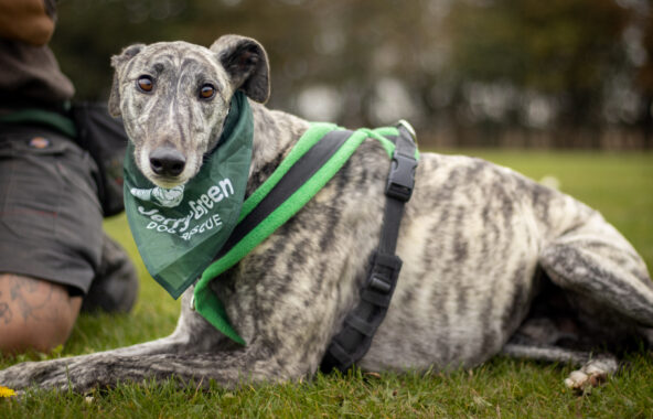Brindle greyhound laying on grass looking directly at camera at eye-level wearing a green and black harness and a Jerry Green Dog Rescue bandana around his neck