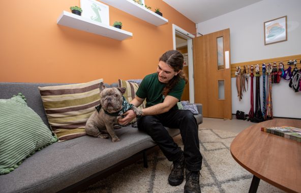 Person petting dog on sofa