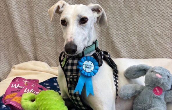 White Lurcher dog laid on blue paw print blanket with textured beige background and a blue Happy Birthday banner behind him. Dog is wearing a black and white checked harness, green collar and a blue 'birthday boy' rosette. He is surrounded by toys, a green frog and a grey rabbit and treat packets