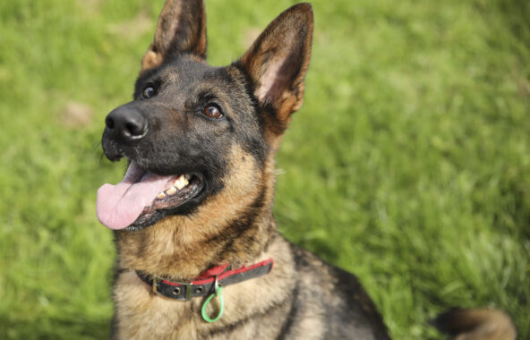Young adult German Shepherd in sitting stance with relaxed mouth and tongue showing looking to top left of frame wearing a red and black collar with a Jerry Green Dog Rescue tag
