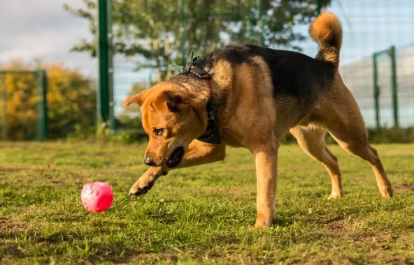 Tan dog running after a red ball in a paddock.