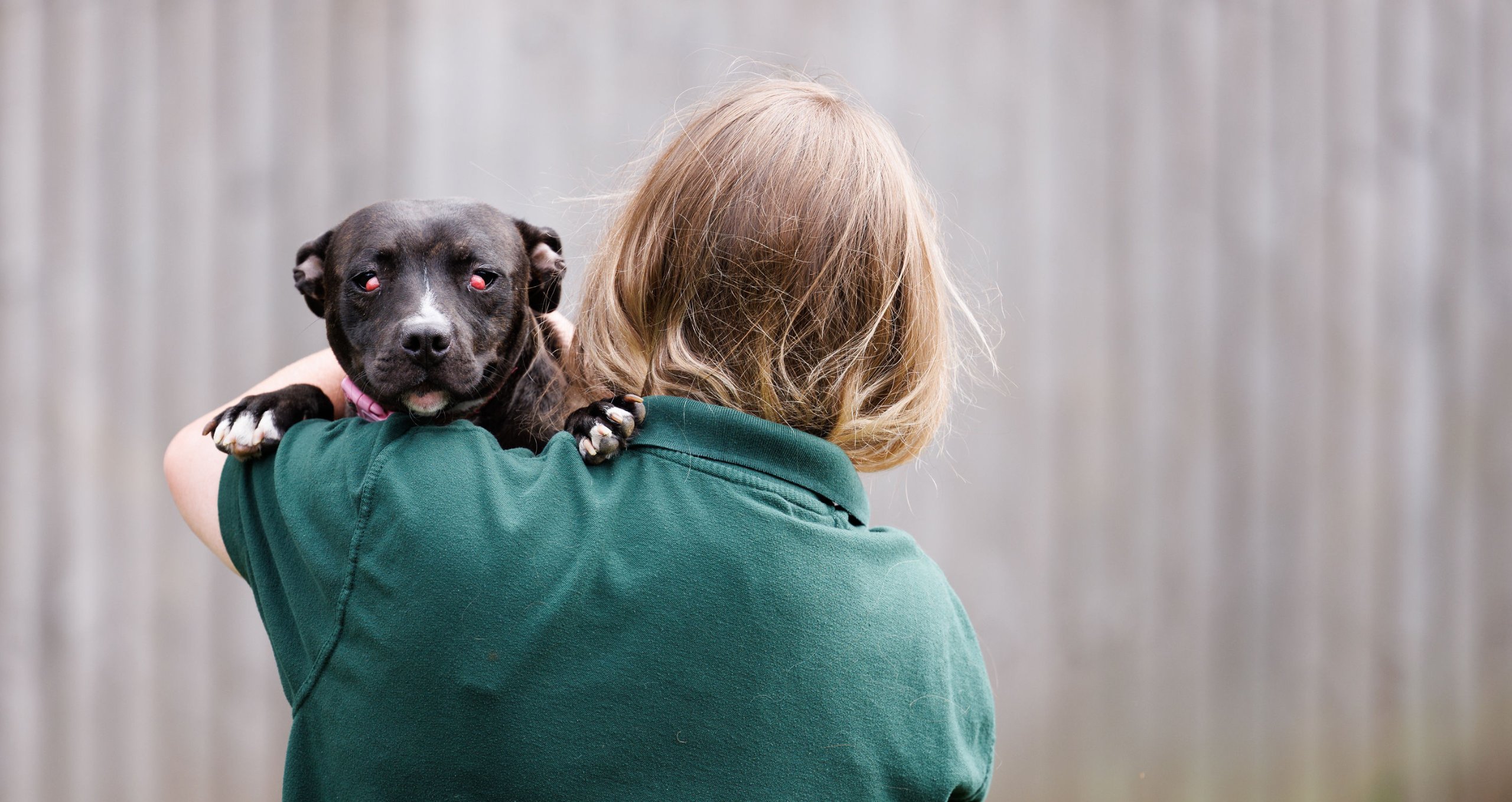 An over the shoulder image of a small Staffordshire Bull Terrier with swollen, red eyes.