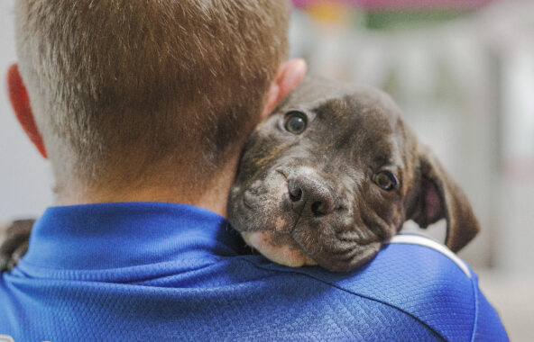 Back of man's head and shoulders wearing a blue t-shirt with a Cane Corso type grey puppy peering over his shoulder