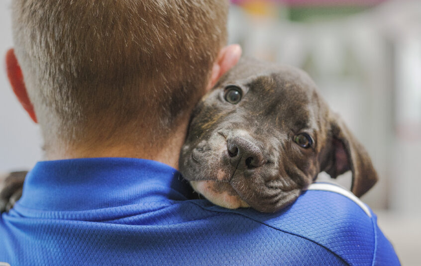 Back of man's head and shoulders wearing a blue t-shirt with a Cane Corso type grey puppy peering over his shoulder