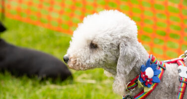Bedlington terrier wearing rainbow and flower collar looking to the left with orange fence behind