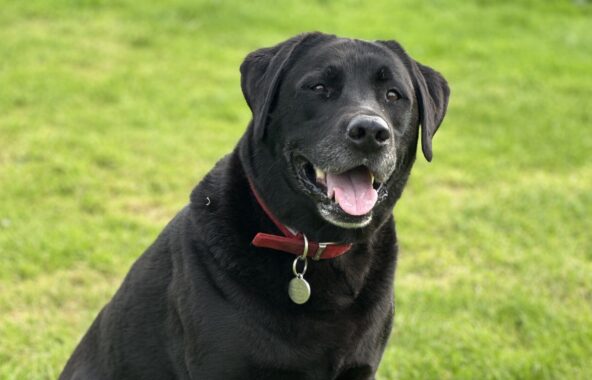 Black labrador wearing a red collar, sitting in a grassy field.