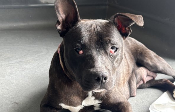 A dark brown and whitr staffordshire bull terrier with red, swollen eyes