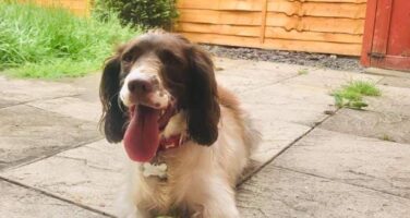 A rehomed sprocker spaniel called Luna sitting in the garden