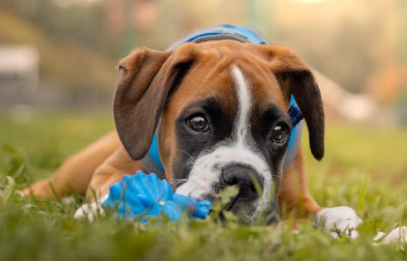 Mac. a boxer puppy, playing with a toy in the grass.