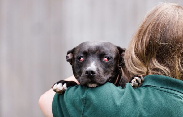 A dark brown and white stafforsdhire bull terrier, over the shoulder of a blonde female. The female is wearing a green tshirt. The dog has a neutral expression, with big red swollen lumps blocking the eyes